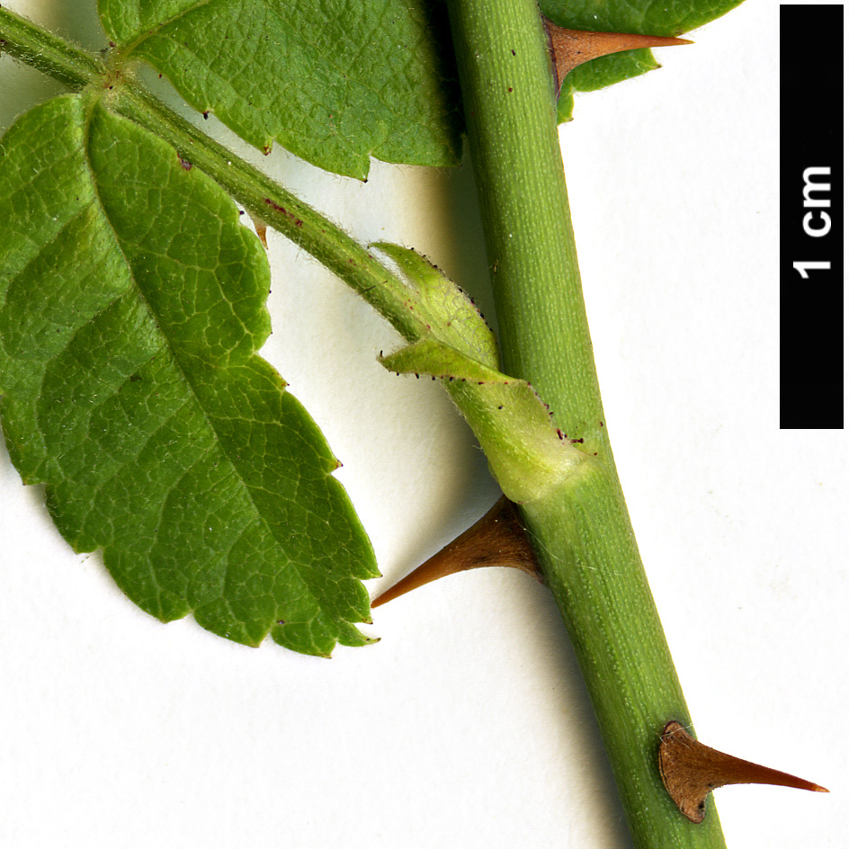 High resolution image: Family: Rosaceae - Genus: Rosa - Taxon: phoenicia